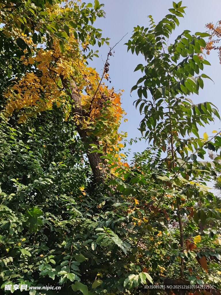 秋日斑斓树梢景致