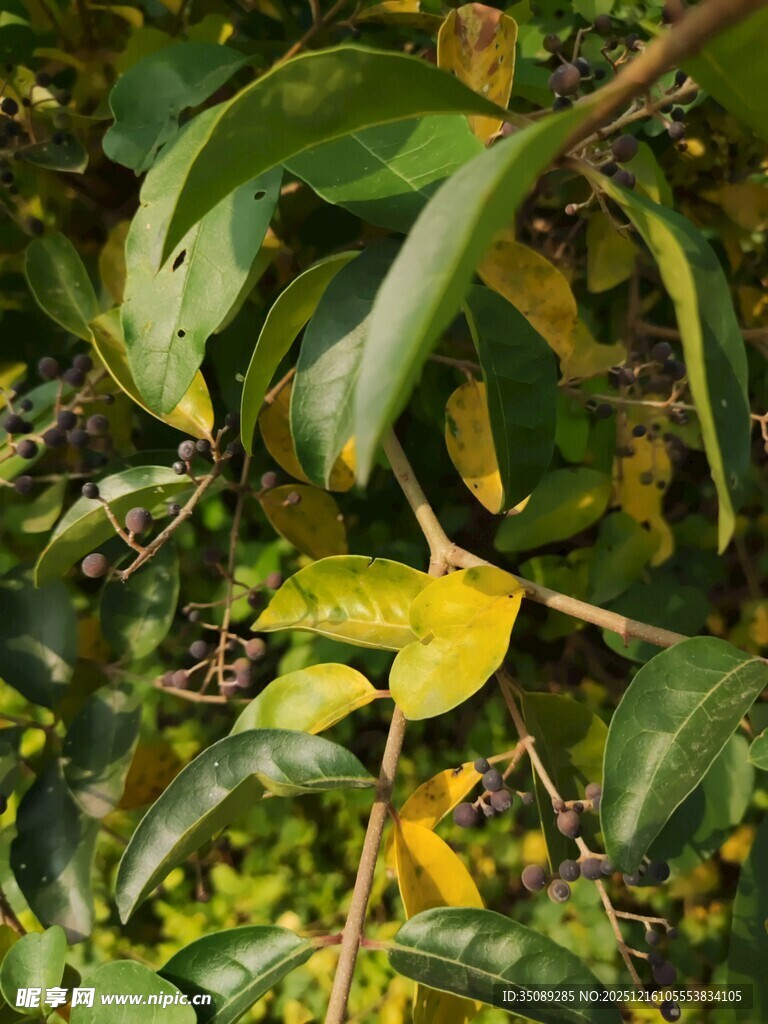 绿叶间的黄色叶片特写
