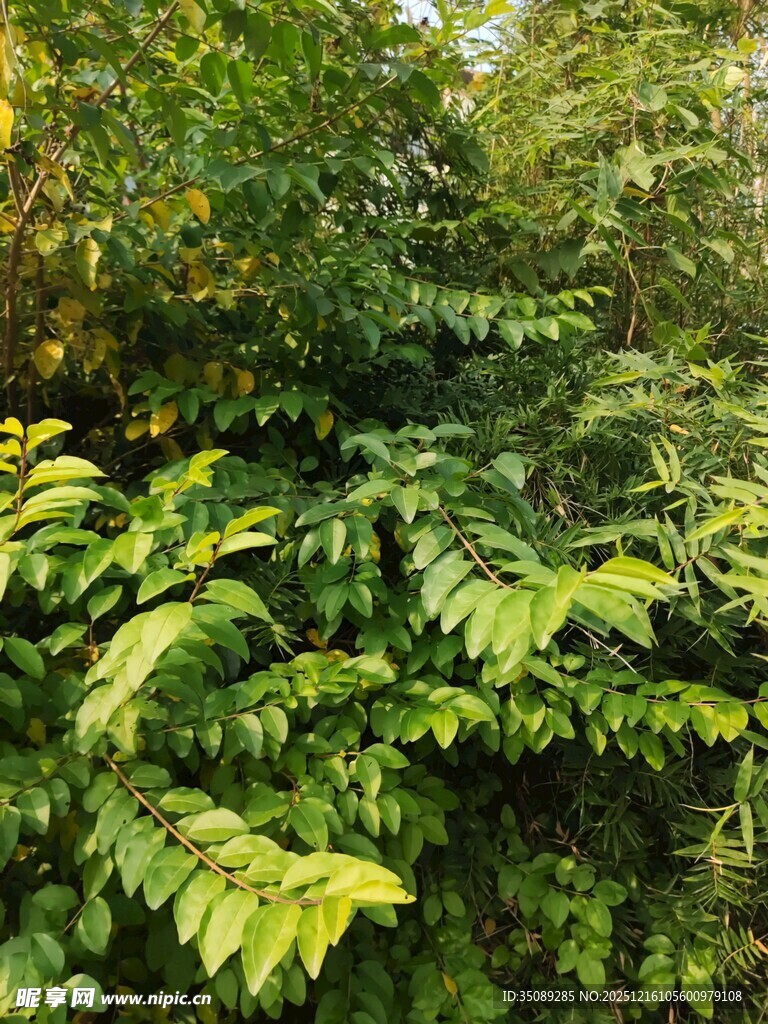 茂密绿植展现自然生机