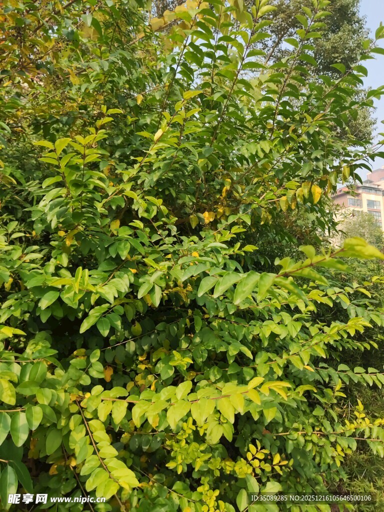 翠绿繁茂的植物景观