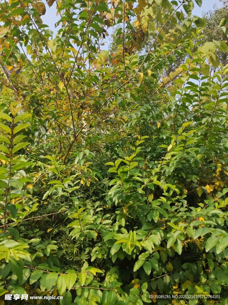 繁茂绿植展现自然生机