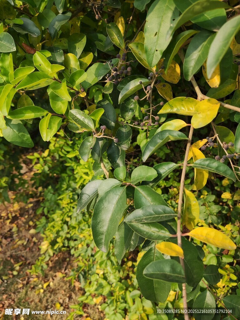 绿叶间的多彩植物景观