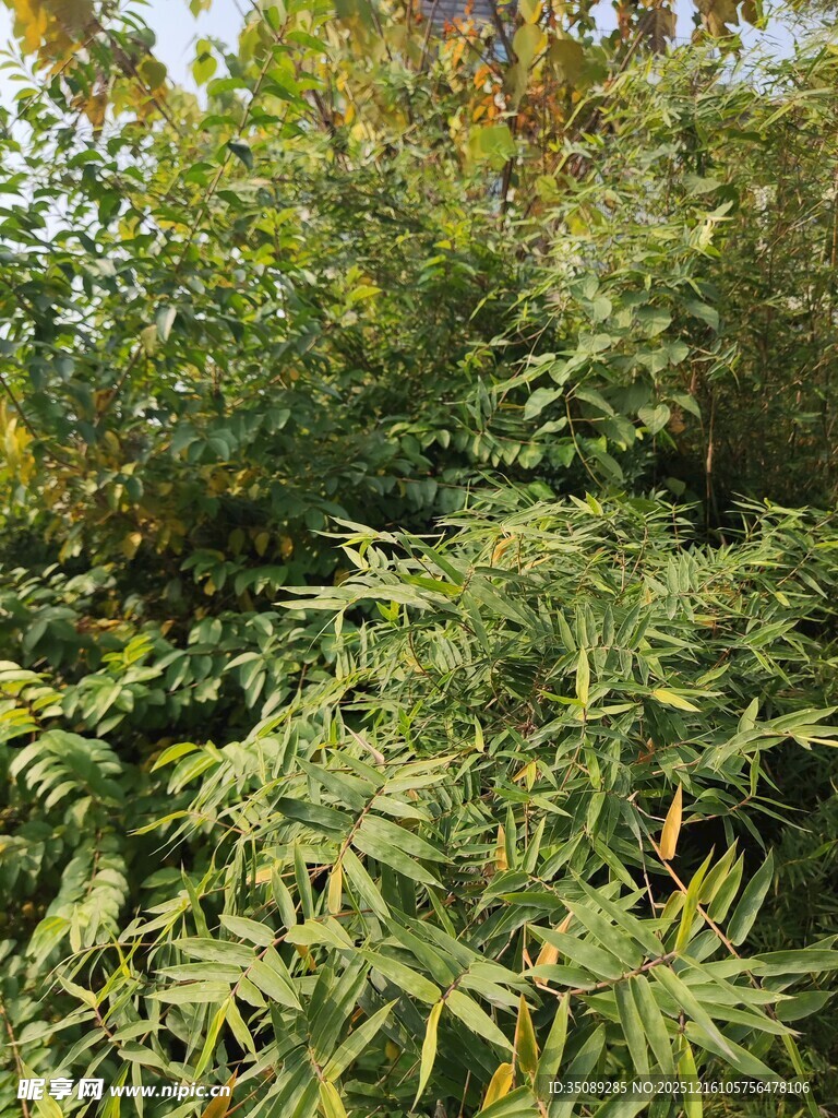 繁茂绿植景观