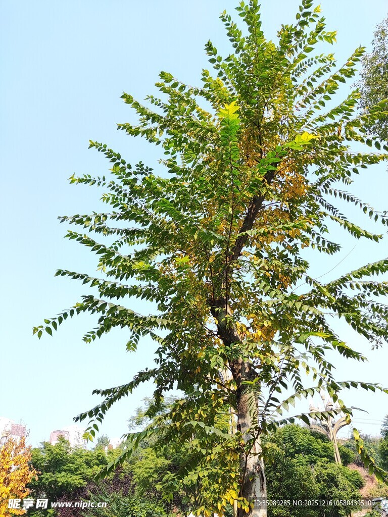 挺拔绿树映蓝天