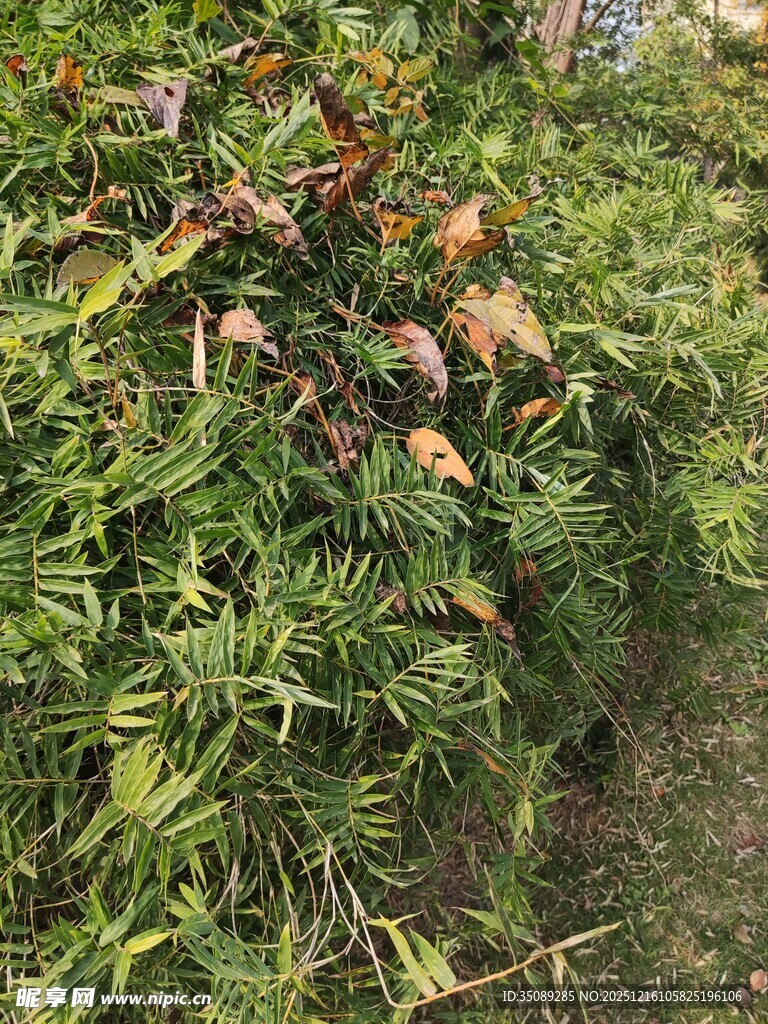 绿叶间的多彩植物