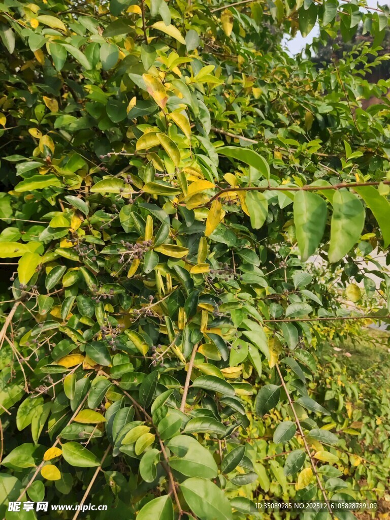 繁茂绿植展现自然生机
