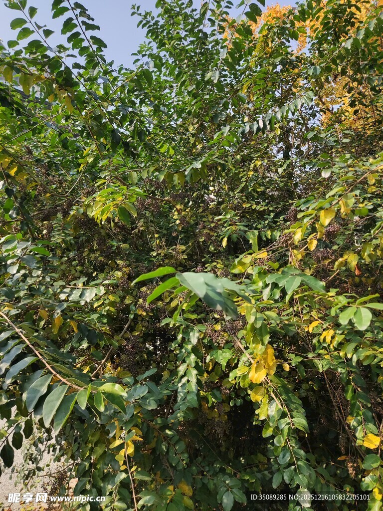 绿叶间的繁茂植物