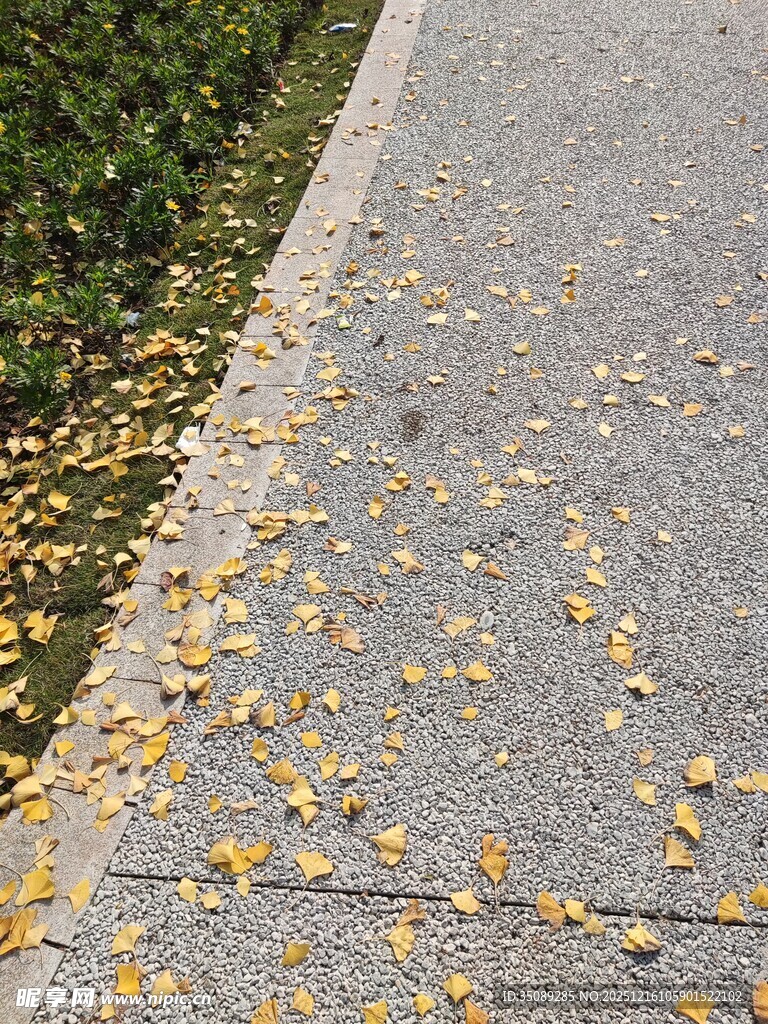 秋日小径上的散落黄叶