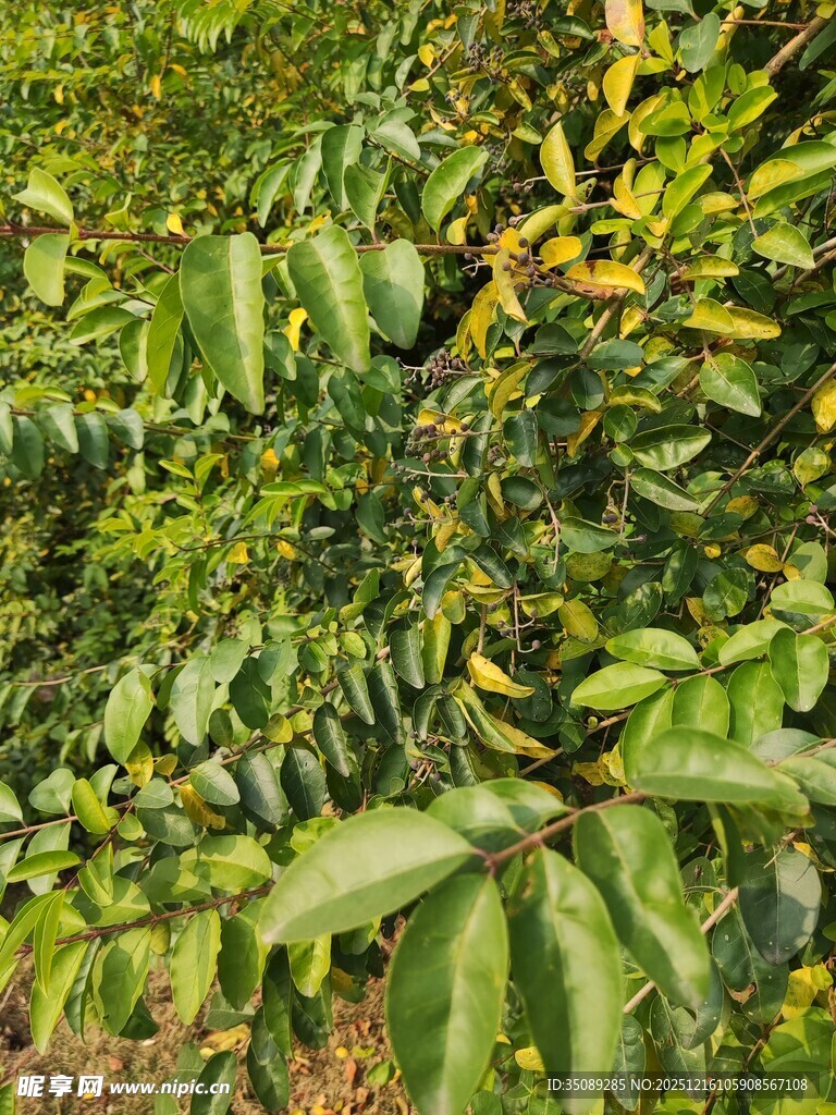 繁茂的绿色植物景观