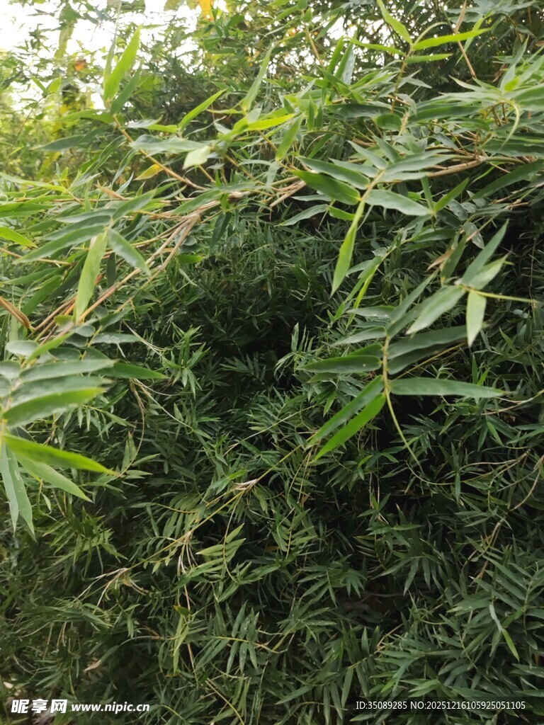 茂密绿植景观