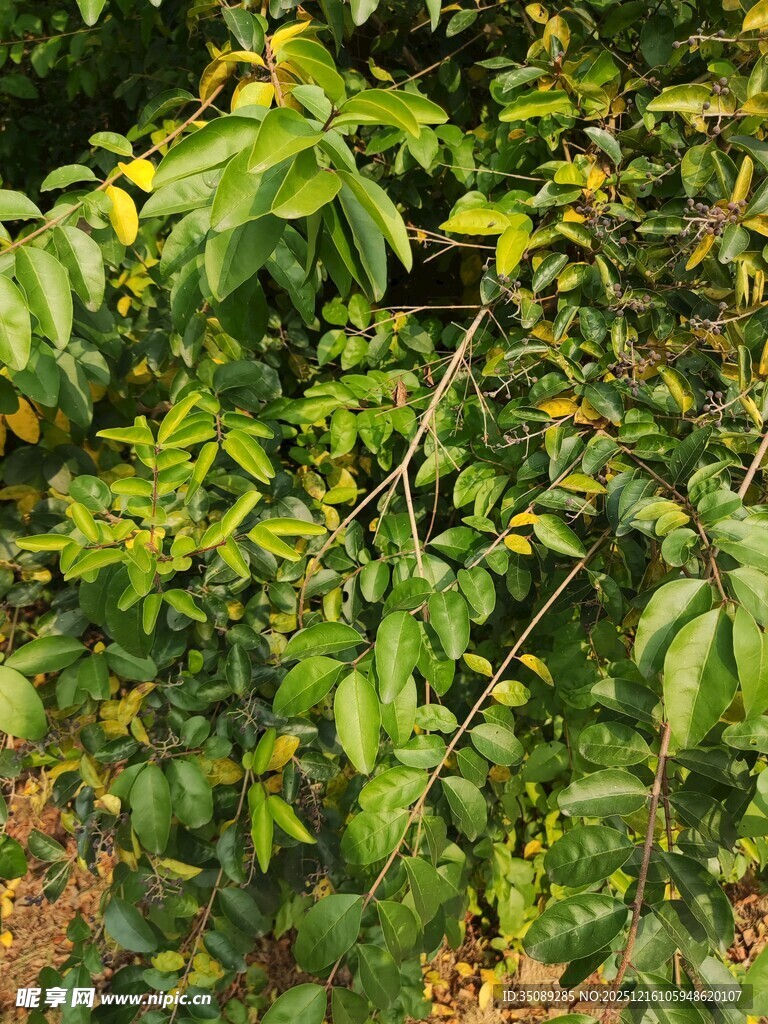 繁茂绿植展现自然生机