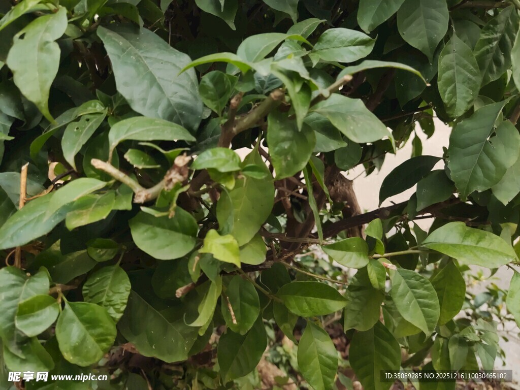 绿叶繁茂的植物景象