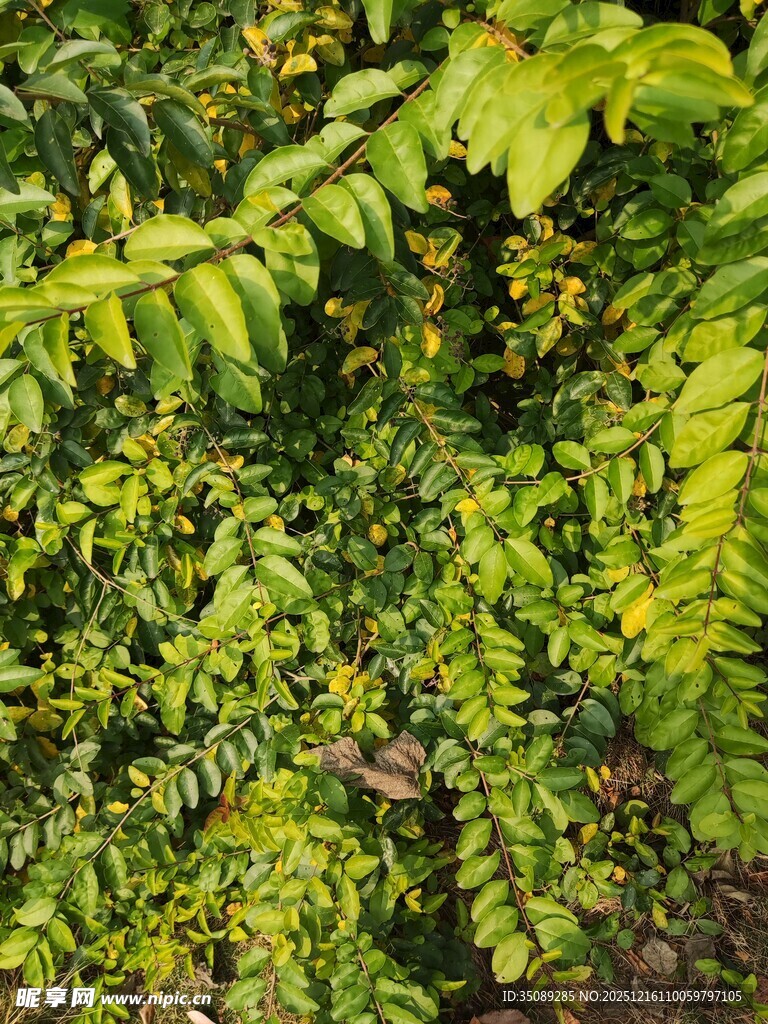 翠绿繁茂的树叶景观