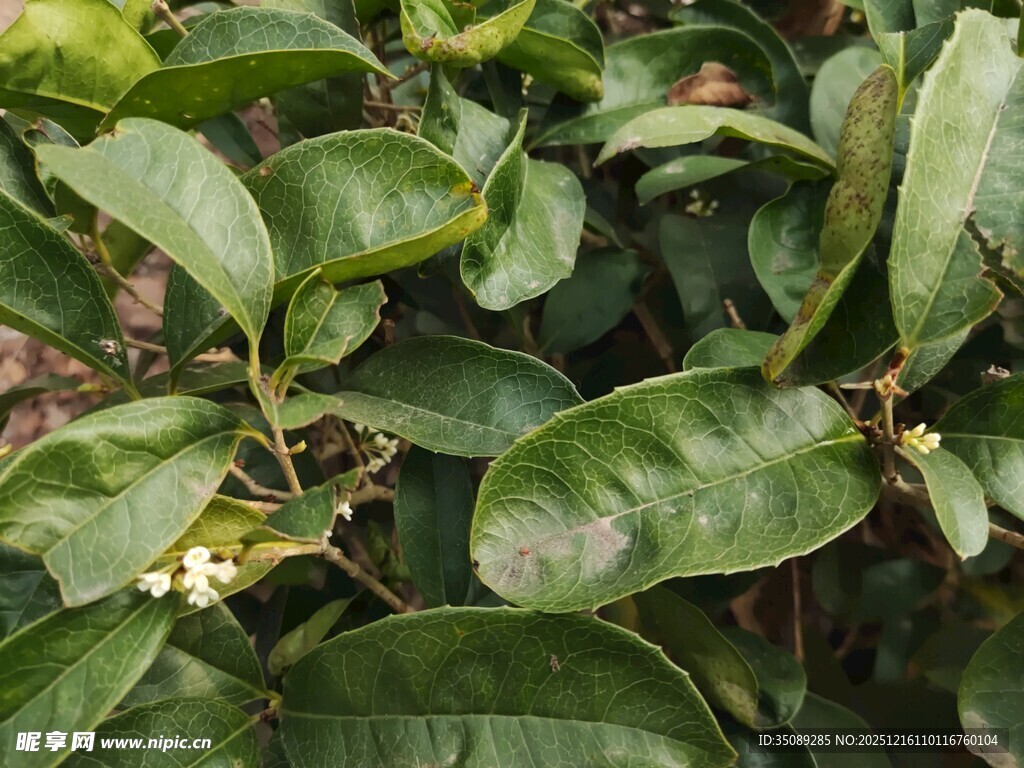 绿叶间的白色小花