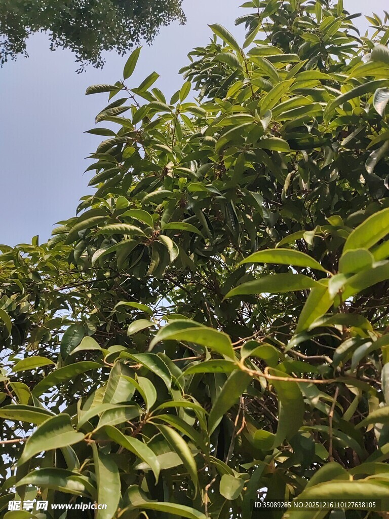枝叶繁茂的绿树