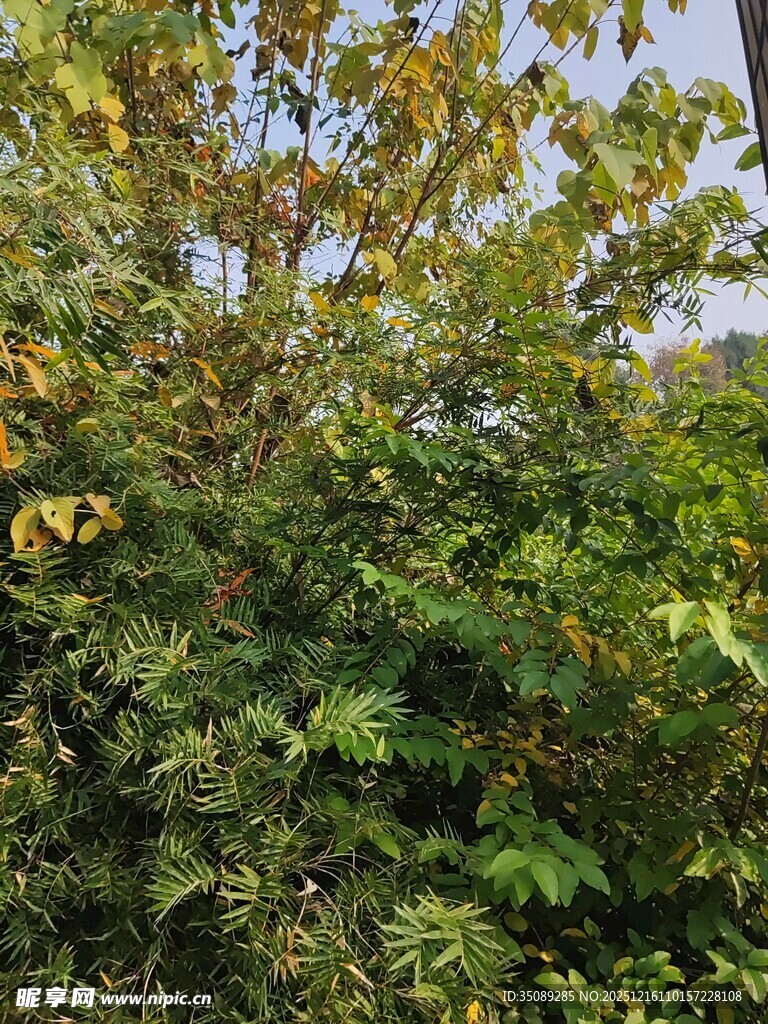 繁茂绿植展现自然生机