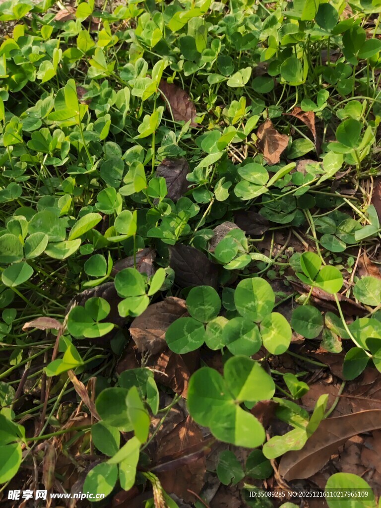 翠绿三叶草植物景观