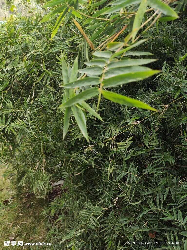 翠绿竹叶与繁茂植物