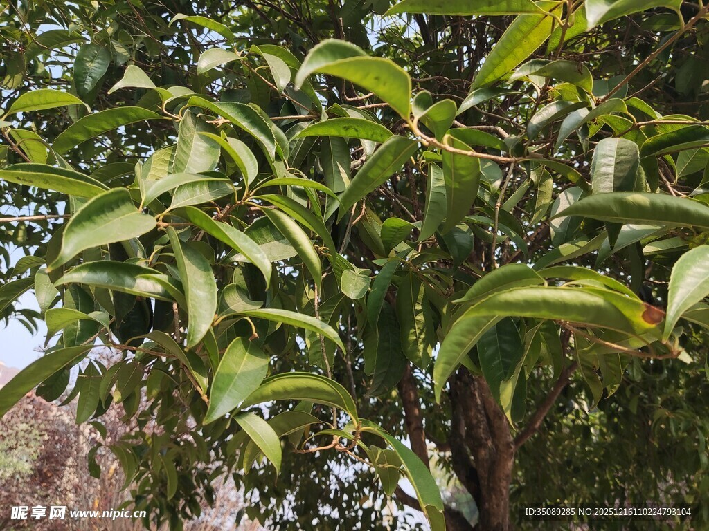 绿叶繁茂的树木景象