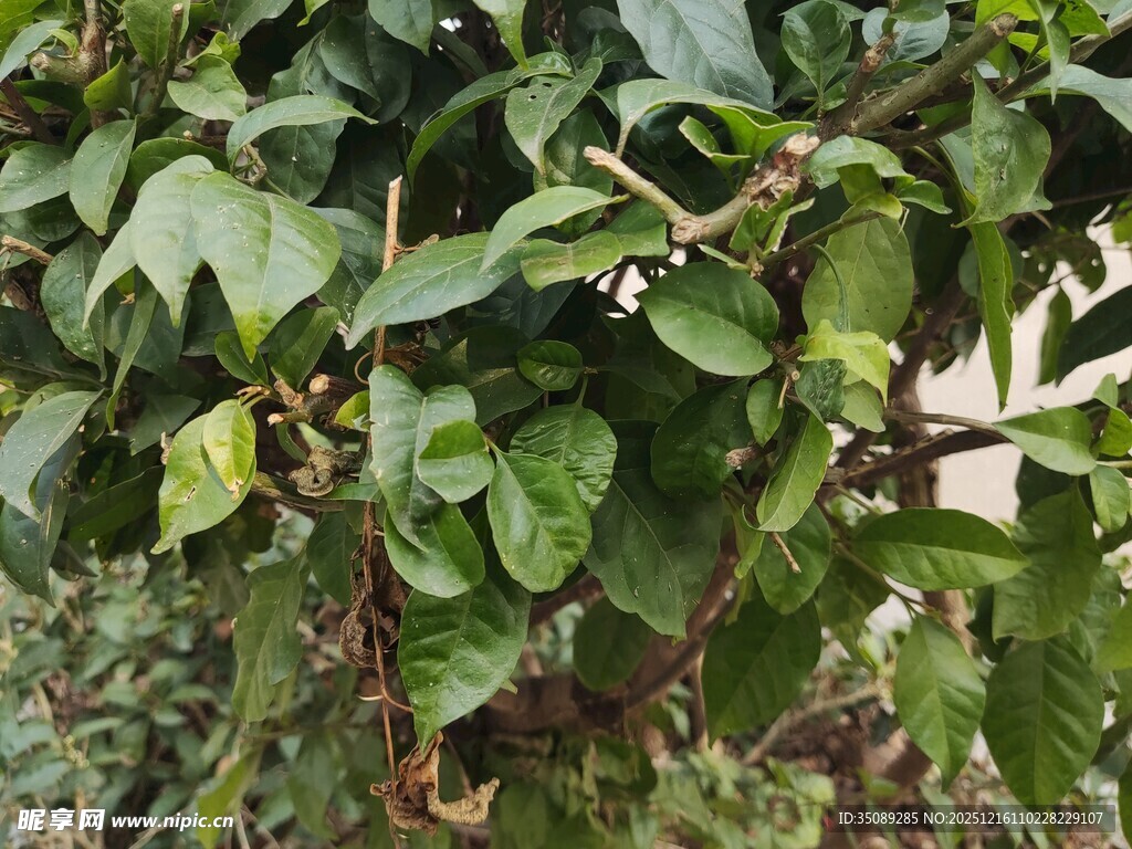 绿叶繁茂的植物景象