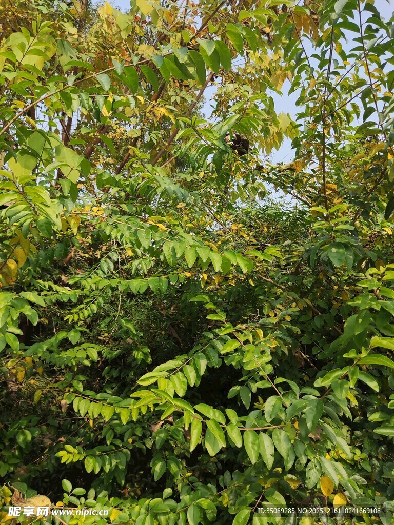 繁茂绿植展现自然生机
