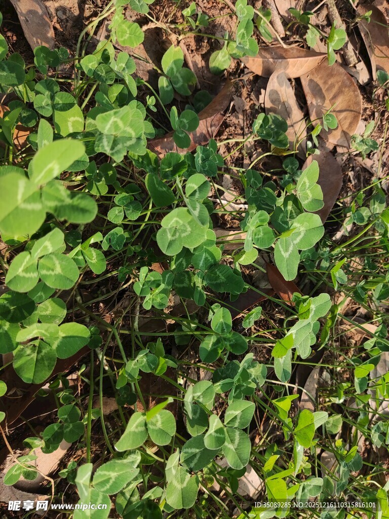 地面上的嫩绿植物