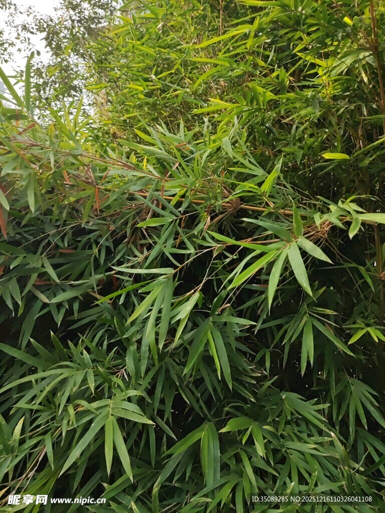 翠绿竹林景致