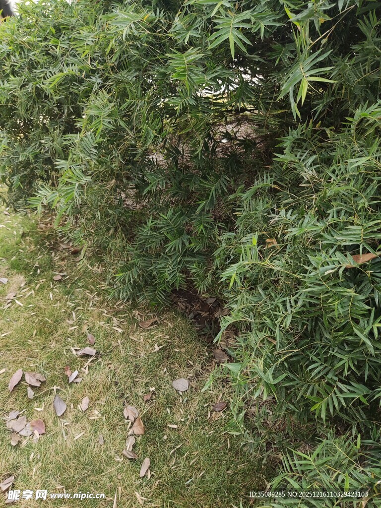 野外繁茂绿植景象