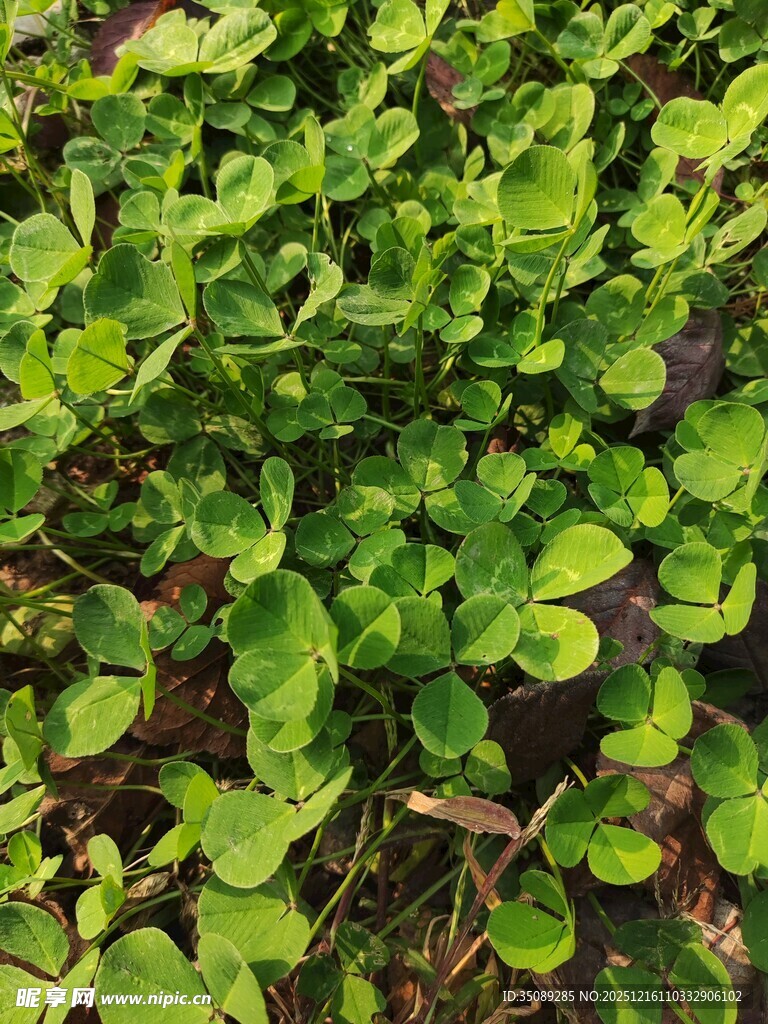 翠绿繁茂的植物景观