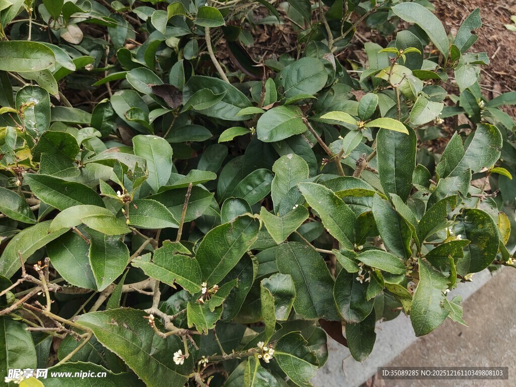 绿叶繁茂的植物景观