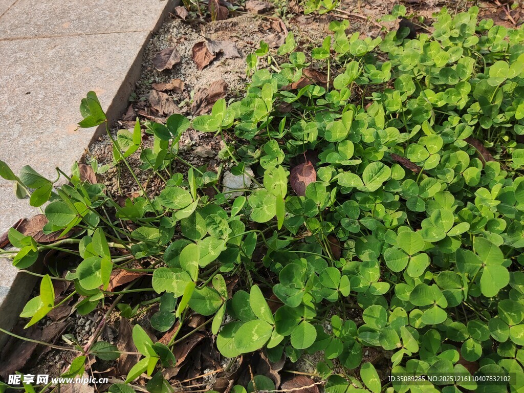 翠绿丛生植物近景