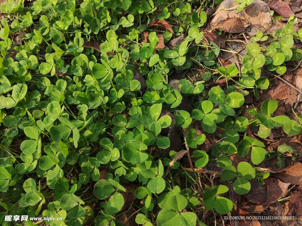 翠绿繁茂的地面绿植景观
