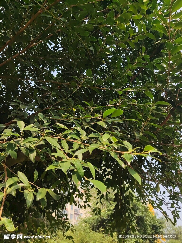 繁茂绿叶间的自然景致