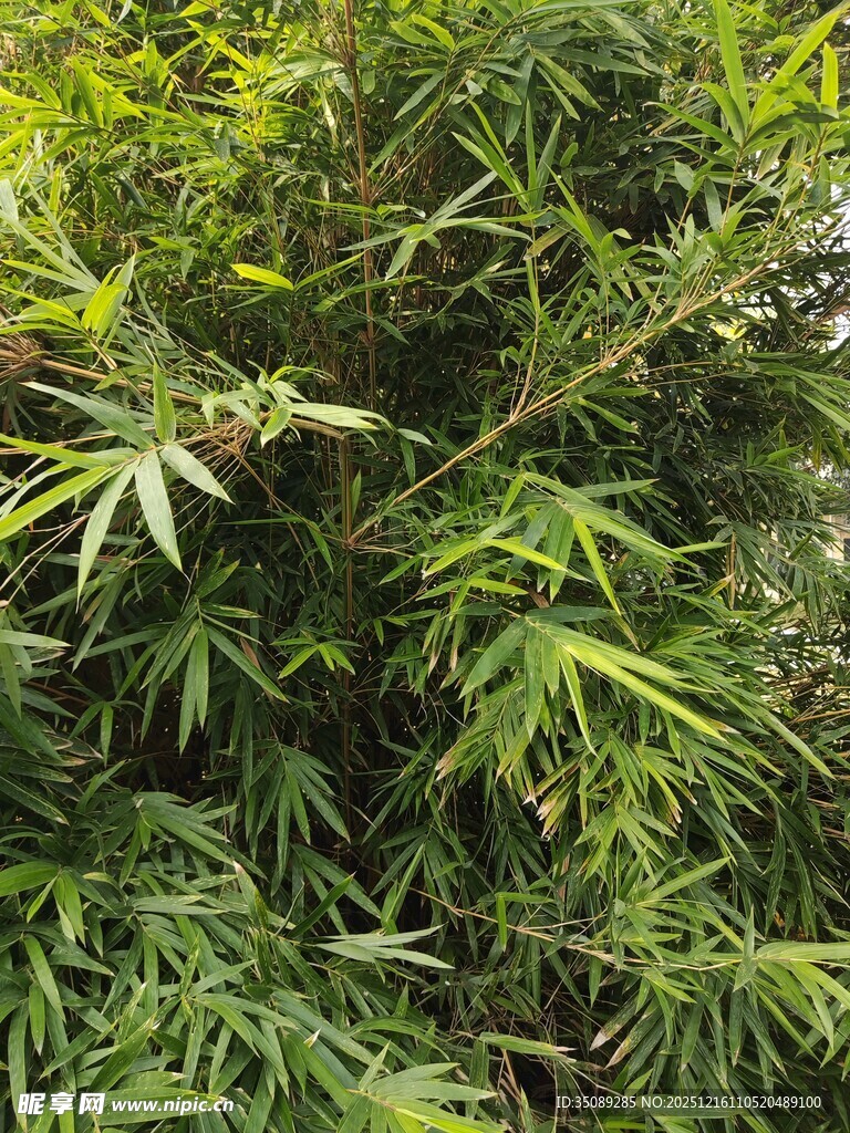 翠绿竹林枝叶繁茂