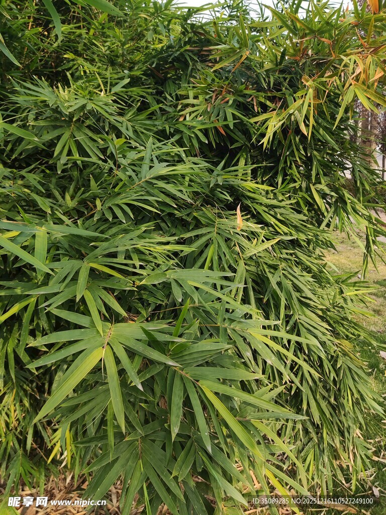 翠绿繁茂的掌状叶片植物
