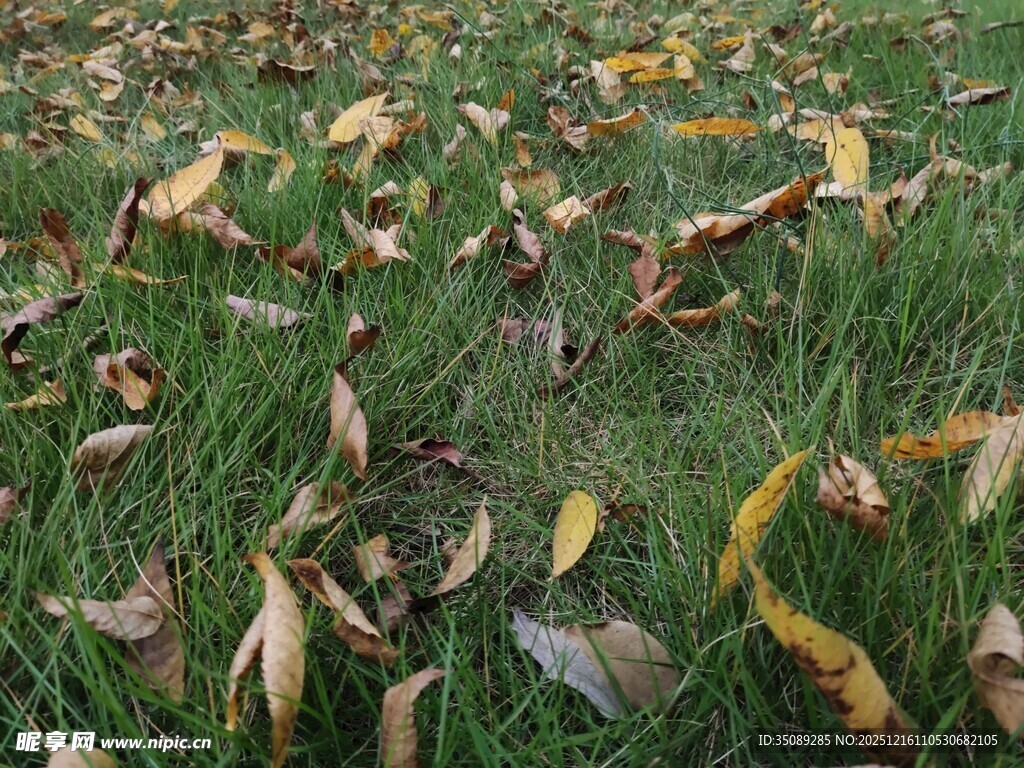 草地上散落的枯黄落叶