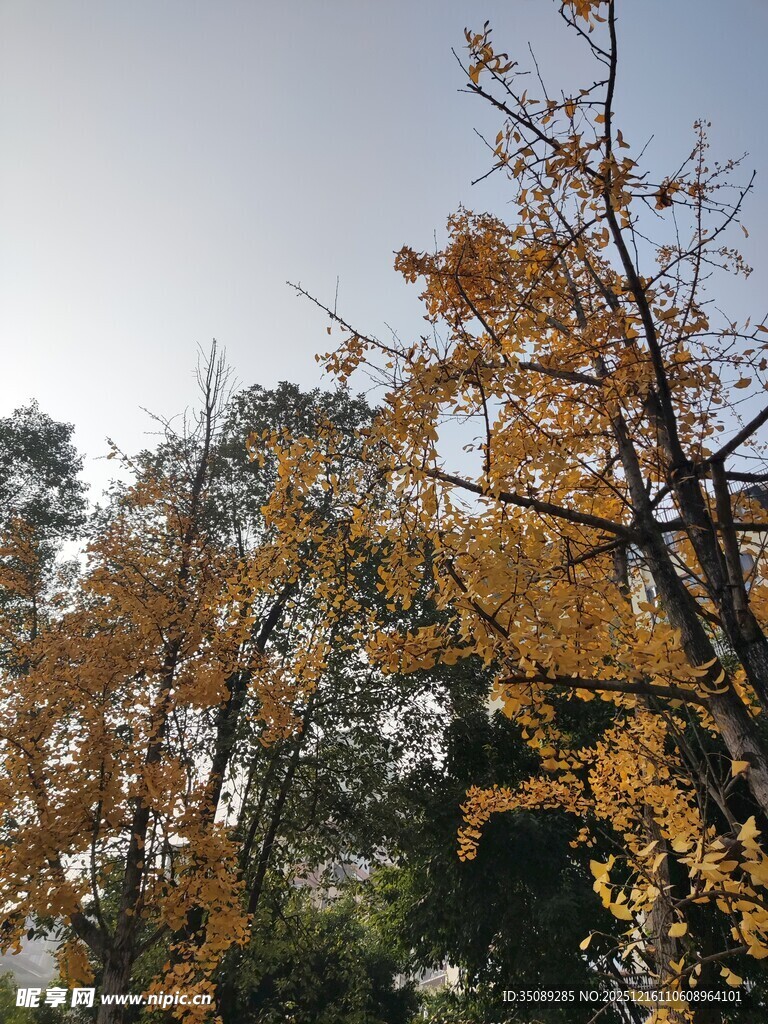 秋日金黄树叶的树木景观