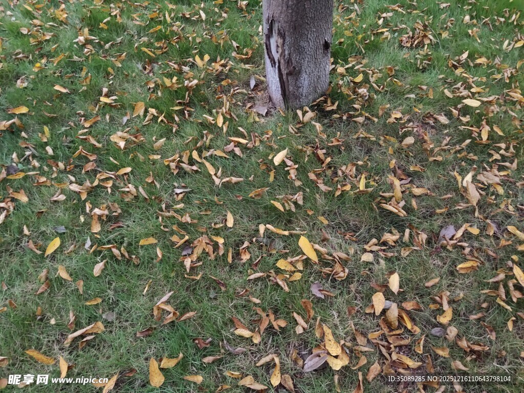 树下落叶铺就秋日景致
