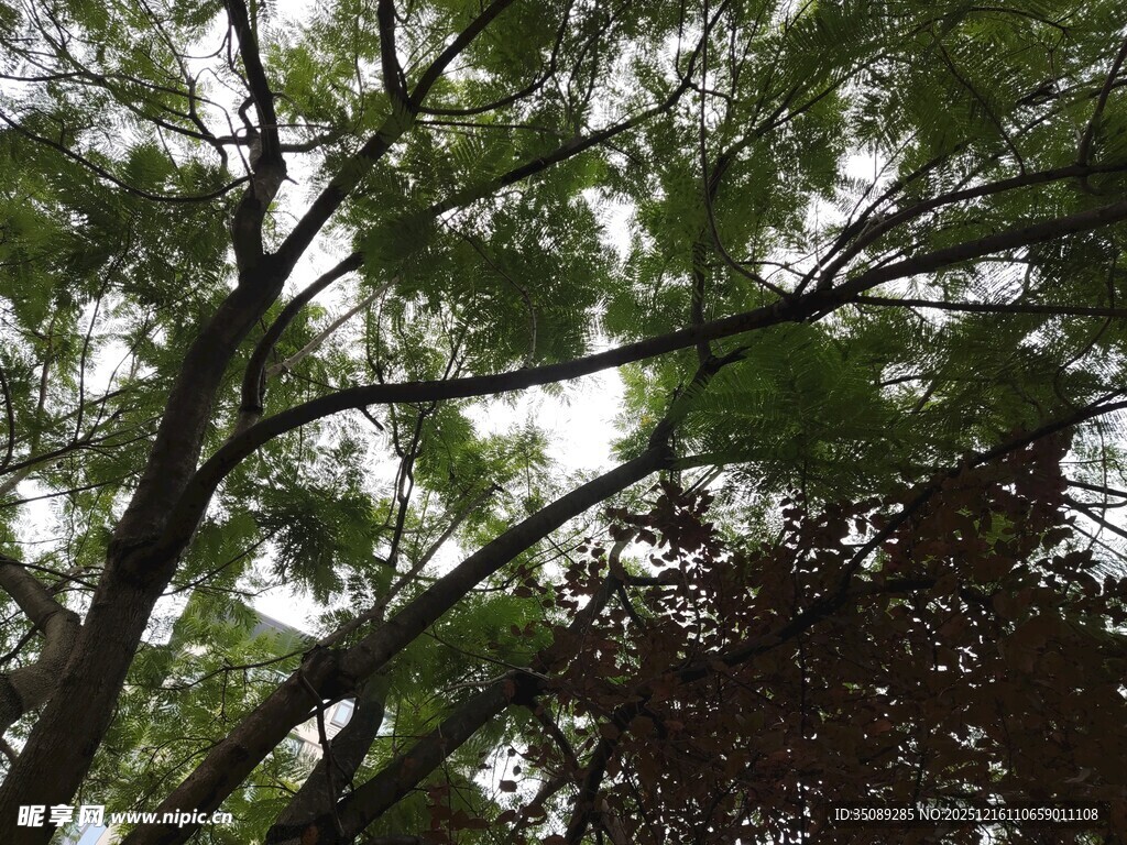 繁茂树枝下的绿意景象