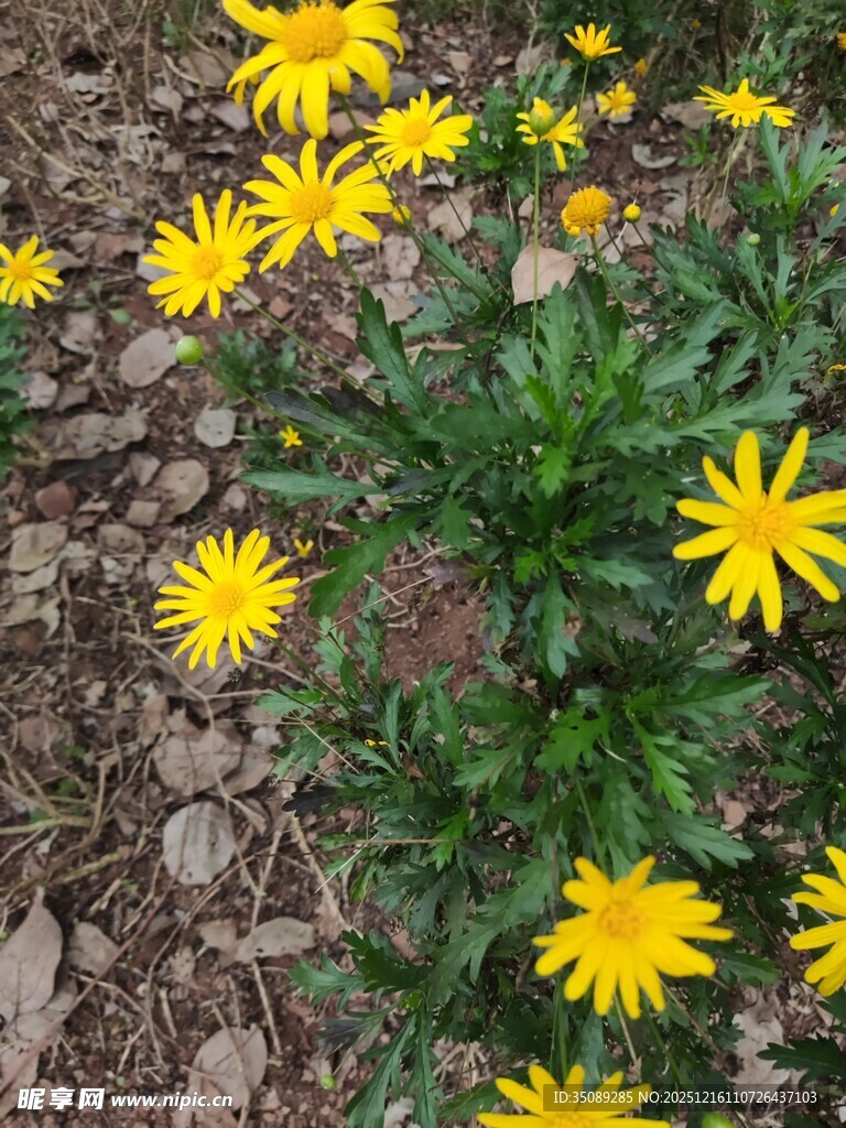 黄色小花绽放于土地间
