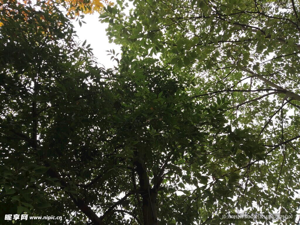 茂密树林中的绿意景象