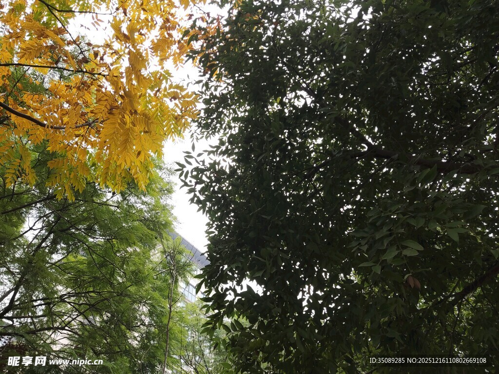 秋日林间树梢景色