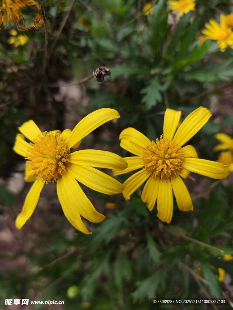 两朵明艳黄色小花绽放