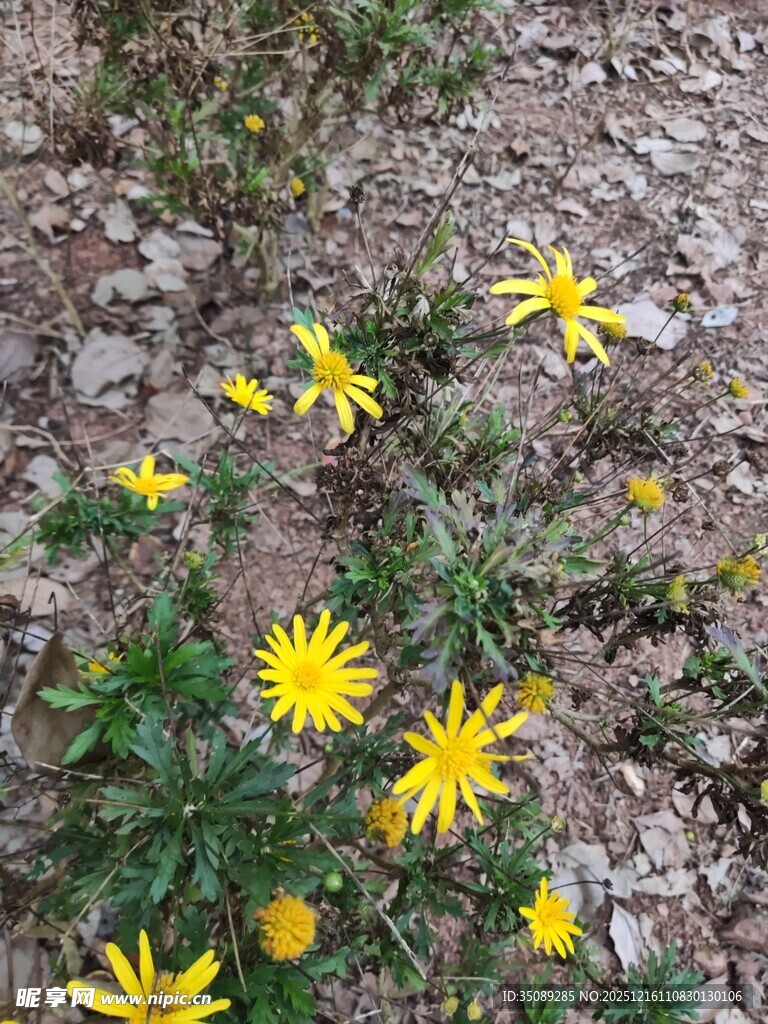 石缝间绽放的黄色小花