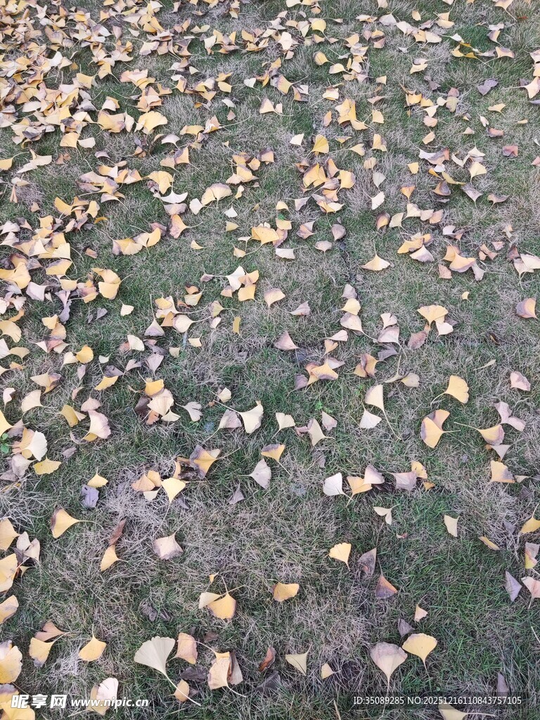 秋日落叶覆盖的地面