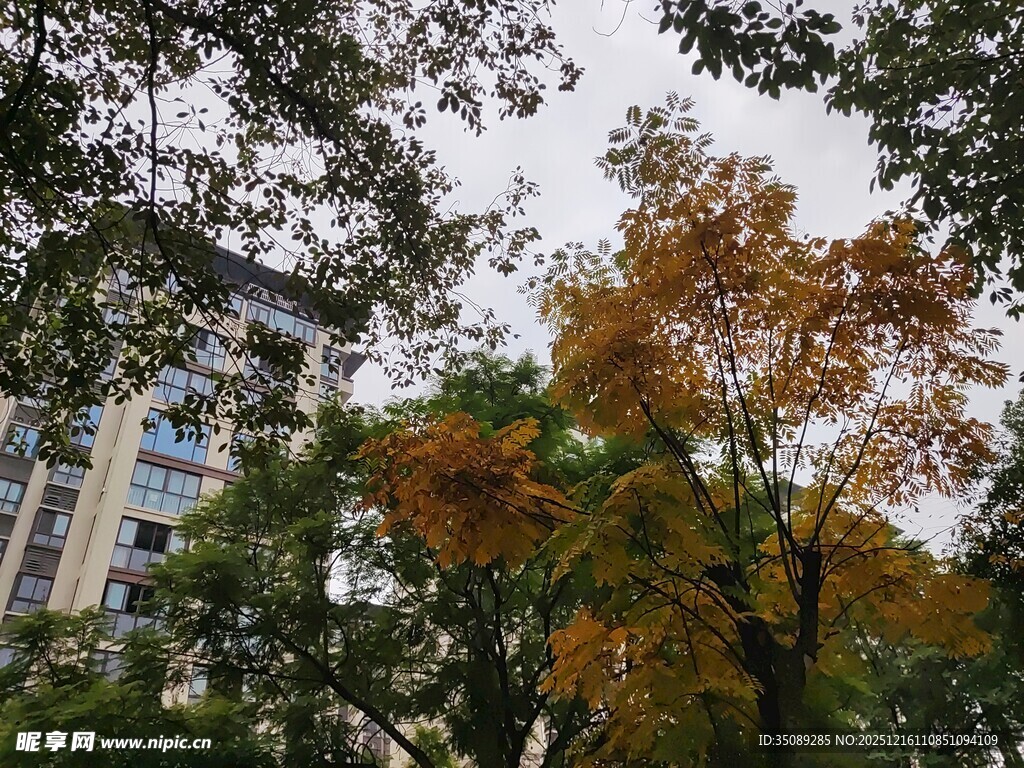 秋日城市中斑斓树木景观