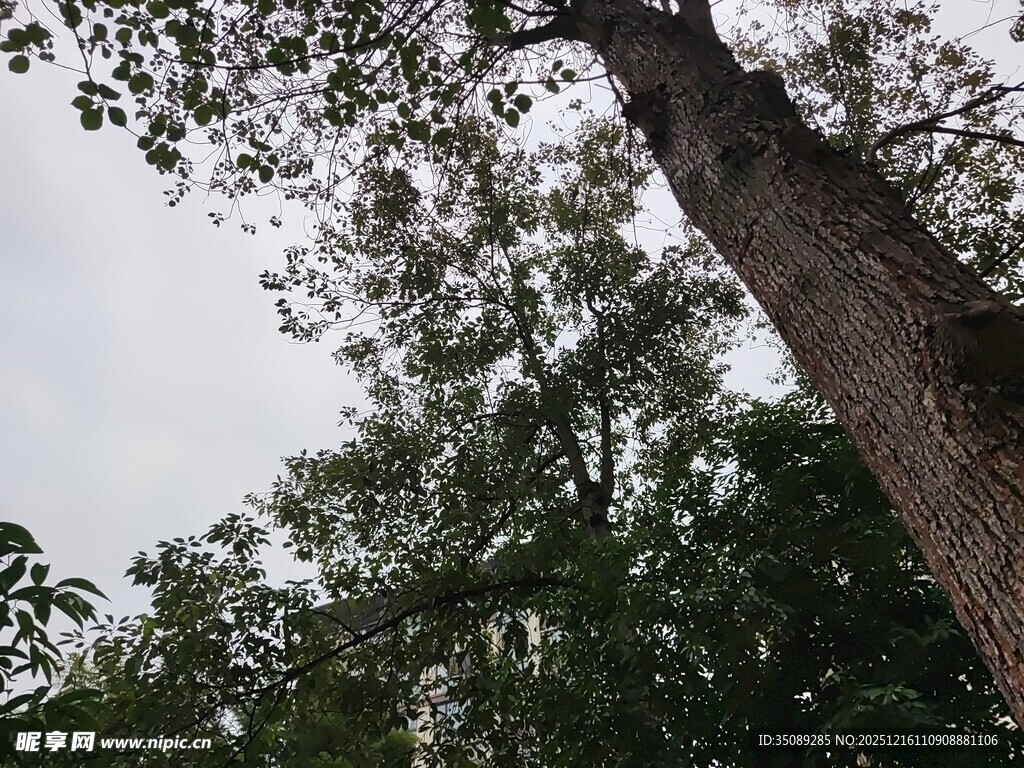 仰视茂密树林中的高大树木