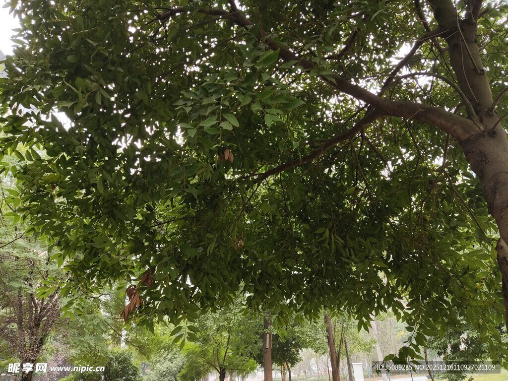 繁茂绿树展现自然生机