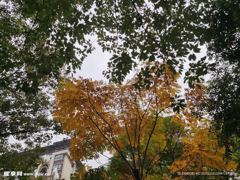 秋日树梢斑斓景致