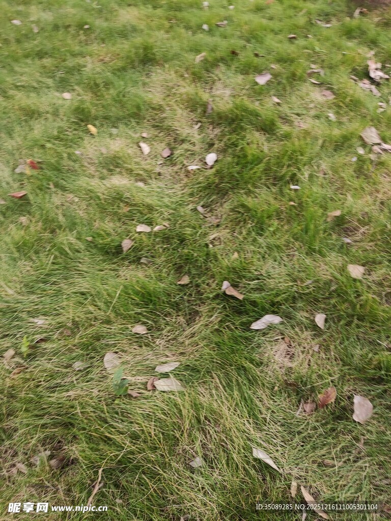 草地中的散落枯叶